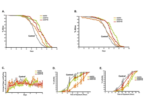 Targeted UCP expression in the adult IPCs extends life span and renders flies stress resistant with normal fecundity