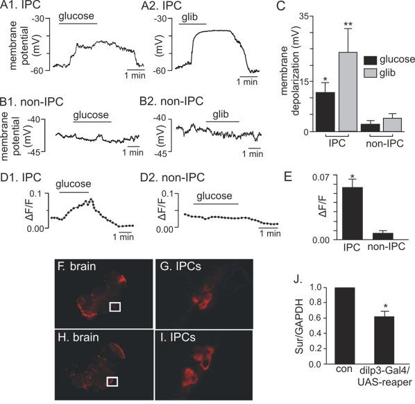 Electrophysiological, Ca 2+ influx, and expression evidence of functional KATP channels in adult IPCs