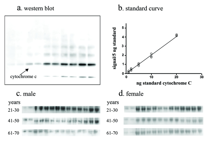 Total cytochrome c assay