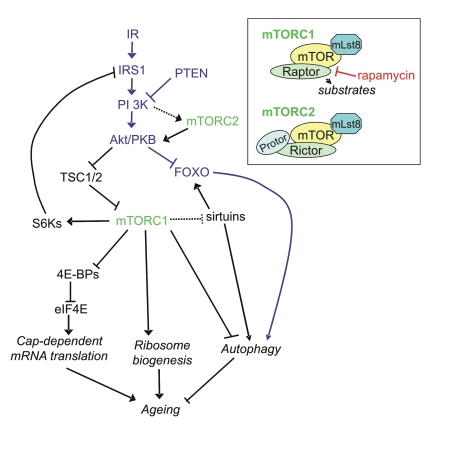 Signaling pathways linking mTORC1 and mTORC2 to ageing via protein synthesis and autophagy