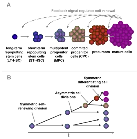 Self-renewal and differentiation in hematopoiesis