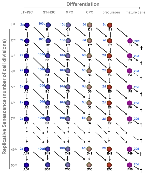 Replicative senescence in hematopoietic development