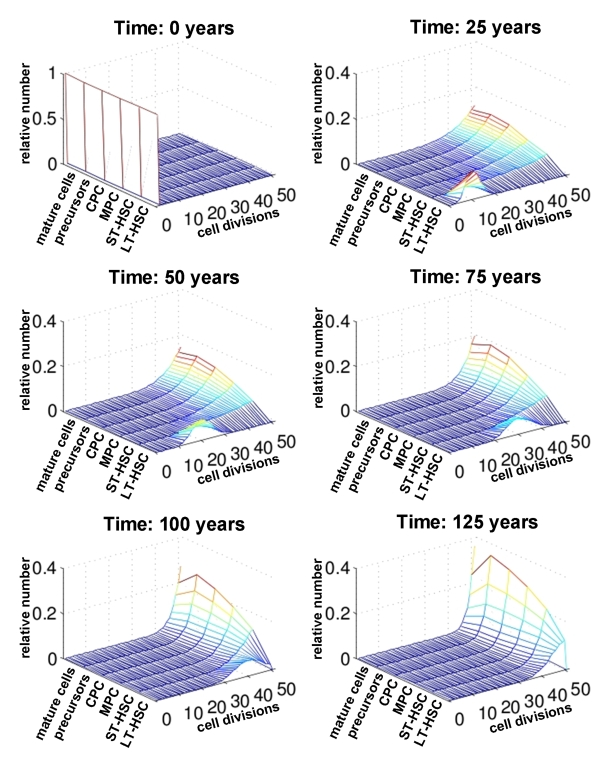 Number of cell divisions over time. For each compartment of differentiation the relative number of cells is plotted against the number of cell divisions (0 to 50). The distribution is compared at different time points (0, 25, 50, 75 and 100 years). This indicates that changes upon aging are more prominent in the stem cell compartment than in mature cells