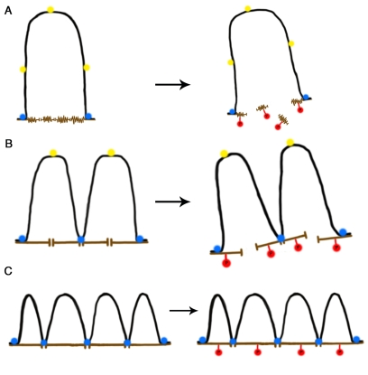 A self-stabilizing tensegrity model for DNA-NM interactions in the cell nucleus as a function of age