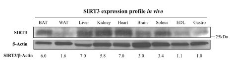 Tissue distribution of SIRT3 protein