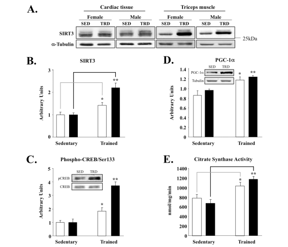 Skeletal muscle-specific induction of SIRT3 and associated factors in exercise-trained mice