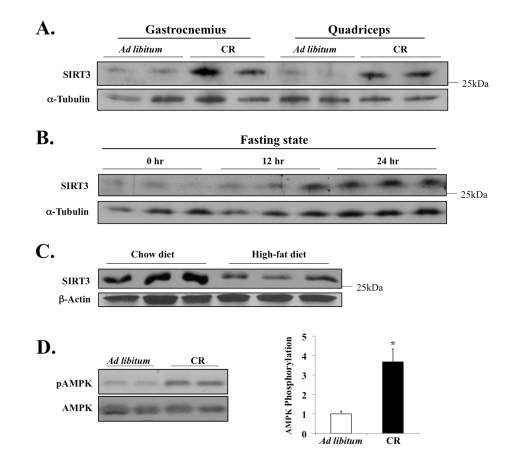 Diet-sensitive expression of SIRT3 and AMPK in muscle tissue