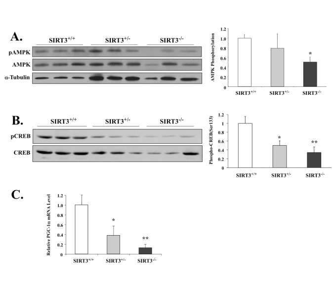 SIRT3-deficient mice have lower phosphorylation levels of AMPK and CREB, as well as decreased PGC-1α mRNA