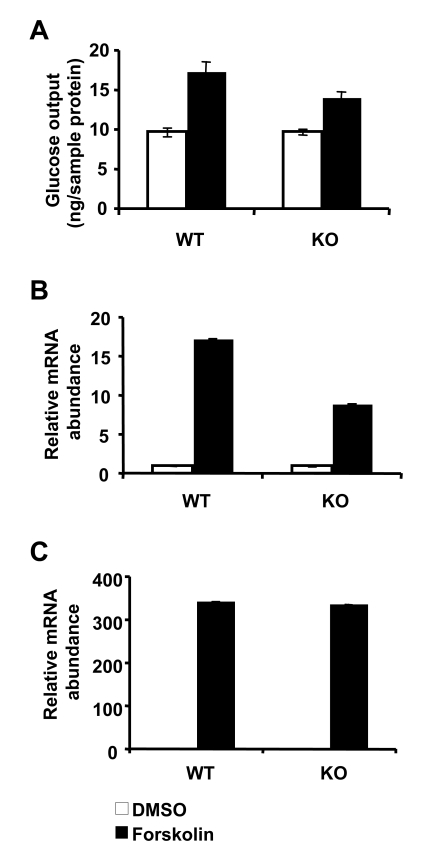 Loss of SIRT1 has minimal impact on gluconeogenesis in primary hepatocytes