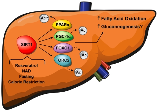 SIRT1 regulates fatty acid oxidation and gluconeogenesis in the liver