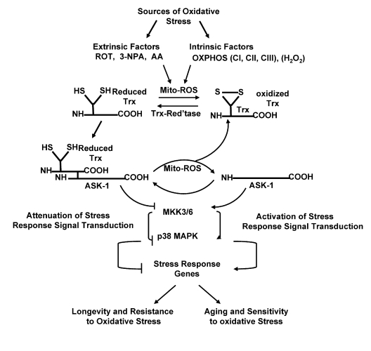 The Trx-ASK1 pathway of ROS mediated regulation of the p38 MAPK stress response pathway