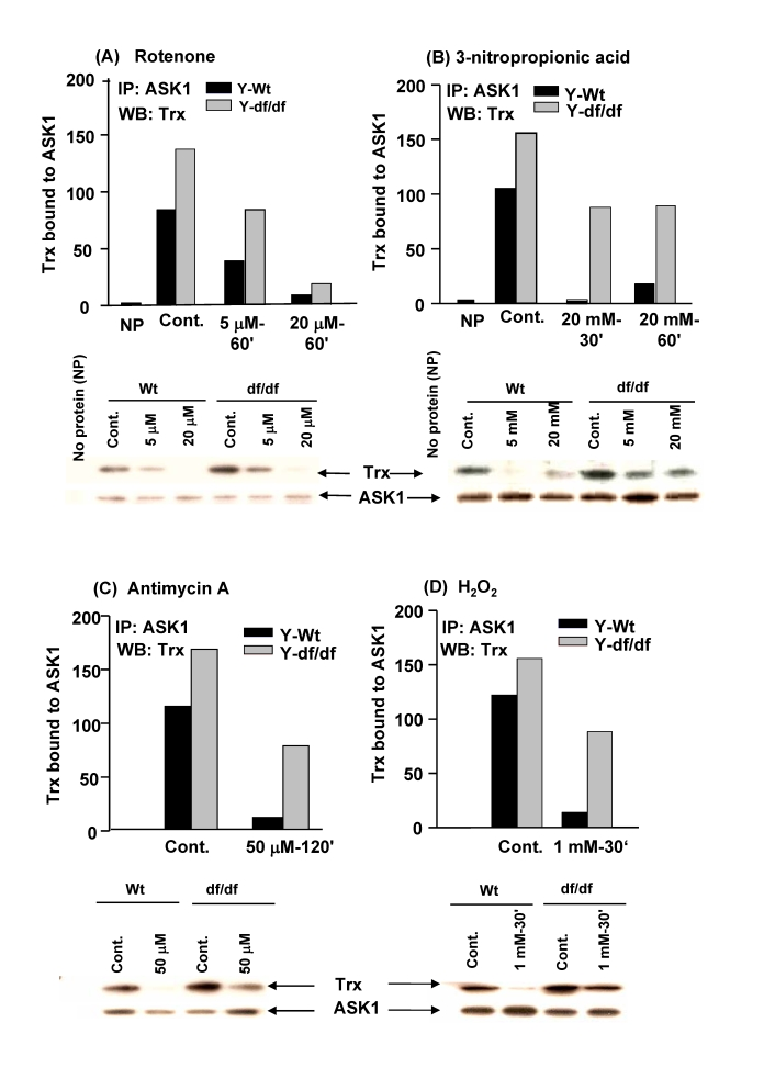 ROS generating inhibitors of electron transport chain complexes, CI, CII and CIII, and H 2O2 affect the stability and levels of reduced thioredoxin-ASK1 complex [(SH)2Trx-ASK1]