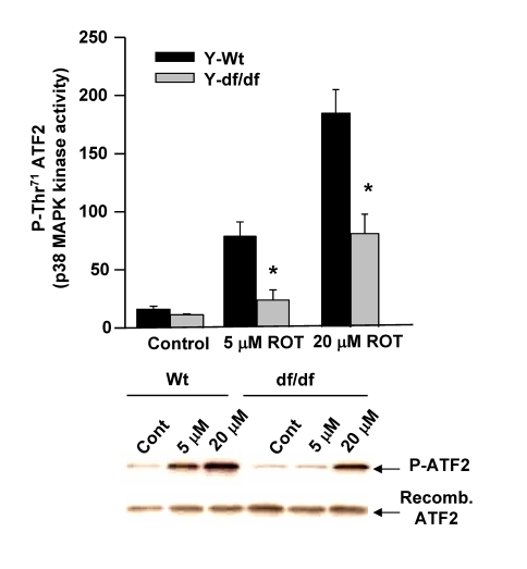 The Ames dwarf fibroblasts show a decreased level of induction of p38 MAPK kinase activity in response to ROT