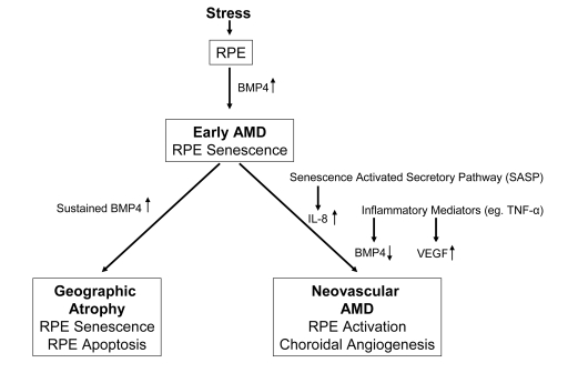 Diagram illustrating the progression of early age related macular degeneration (AMD) into 2 divergent late stages and the potential role of BMP4 as a switch between these pathways. Chronic stressors such as oxidative stress can promote the expression of BMP4 in the retinal pigment epithelium (RPE) and induce RPE senescence as part of the phenotype of early AMD. If BMP4 expression is sustained, it could lead to RPE apoptosis and geographic atrophy. In other individuals, activation of the senescence activated secretory pathway and expression of pro-inflammatory mediators could result in increased expression of interleukin (IL)-8, decreased expression of BMP4 and increased expression of vascular endothelial growth factor (VEGF) resulting in neovascular AMD with choroidal angiogenesis. 