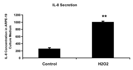  IL-8 protein concentration in culture medium measured by ELISA. ARPE-19 cells were treated with 150 uM H2O2 in culture medium with 10% fetal bovine serum for 2 hours and allowed to recover in stressor-free ARPE medium for 22 hours. The procedure was repeated to generate the next treatment cycle. The twice treated cells were allowed to stay in 1% serum ARPE medium for 72 hours after stress before proceeding to further analytic assays. The culture media from control and senescent RPE cells were collected and used directly for ELISA measurement. IL-8 secretion level was measured in pg/ml using human IL-8 ELISA Kit (BioLegend, Inc., San Diego, CA) according to manufacturer's instructions. The level of IL-8 secretion shown here was averaged from a triplicate of each sample and from 3 independent repeats of H2O2 treatments. Student's t test was used for statistical analysis (**; p 