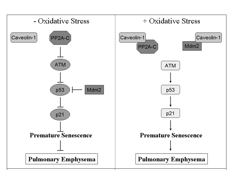 Schematic diagram summarizing the caveolin-1-dependent activation of the p53/p21 Waf1/Cip1/senescence pathway after oxidative stress