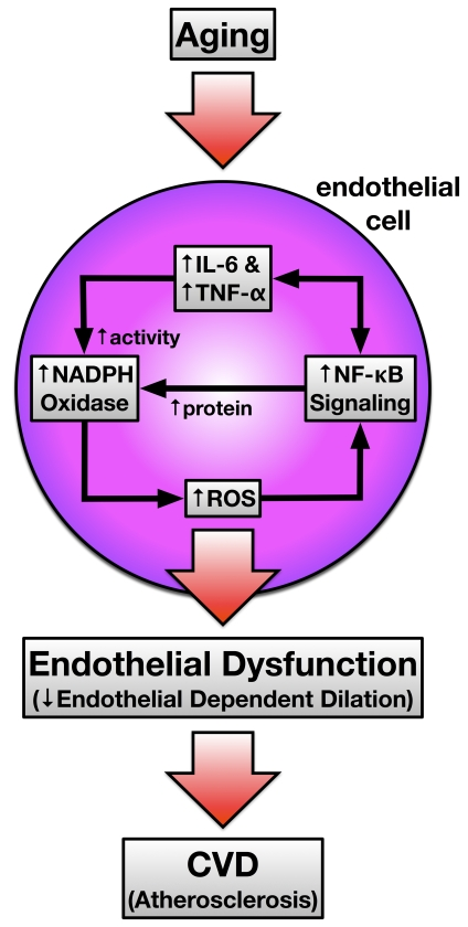 
                                                                Depicts the working hypothesis of how vascular aging induces feed forward
                                                                NFκB signaling that
                                                                is pro-oxidant and pro-inflammatory leading to endothelial dysfunction and
                                                                atherosclerosis susceptibility. IL-6, interleukin-6; TNF-α, tumor necrosis factor-α; NFκB, nuclear factor κB; ROS, reactive oxygen species; CVD, cardiovascular disease.
                                        