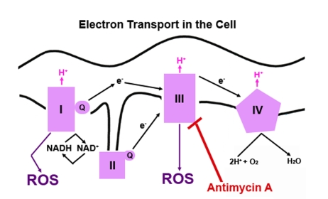 A simple diagram depicting electron transport in mammalian cells.  The redox potential increases as the electrons move through each complex located in the inner membrane of the mitochondria. NADH, an electron donor, donates two electrons. The electrons flow through the four complexes causing hydrogen (H+) to be pumped across the inner mitochondrial membrane to favor free energy. At each step, the free electron can be picked up by oxygen (O2), which will convert O2 to superoxide, a highly reactive oxygen species (ROS). Electron transfer can be blocked at the complexes by several different compounds. Antimycin A blocks transfer of electrons at complex III. 