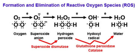 Diagram of reactive oxygen (ROS) formation. Oxygen (O2) plays a major role in the formation of ROS because O2 has unpaired electrons (represented by single dots). When O2 picks up an electron, it becomes superoxide, an extremely reactive anion. Superoxide dismutase catalyzes the dismutation reaction of superoxide to hydrogen peroxide, which is further catalyzed to the highly reactive hydroxyl radical and ultimately to water by glutathione peroxidase and catalase enzymes. Superoxide, hydrogen peroxide, and hydroxyl radicals are considered to be ROS. 