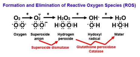 Diagram of reactive oxygen (ROS) formation.
                                                                Oxygen (O2) plays a major role in the formation of
                                                                ROS because O2 has unpaired electrons (represented by
                                                                single dots). When O2 picks up an electron, it becomes
                                                                superoxide, an extremely reactive anion. Superoxide dismutase
                                                                catalyzes the dismutation reaction of superoxide to hydrogen
                                                                peroxide, which is further catalyzed to the highly reactive hydroxyl
                                                                radical and ultimately to water by glutathione peroxidase and
                                                                catalase enzymes. Superoxide, hydrogen peroxide, and hydroxyl
                                                                radicals are considered to be ROS.
                                            