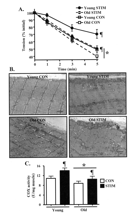 Chronic contractile activity-evoked increases in skeletal muscle endurance performance and mitochondrial content are reduced in old, compared to young animals. (A)