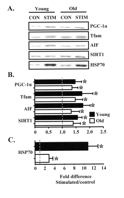 Chronic muscle use increases the expression of muscle and mitochondrial regulatory proteins in young and old animals. (A)