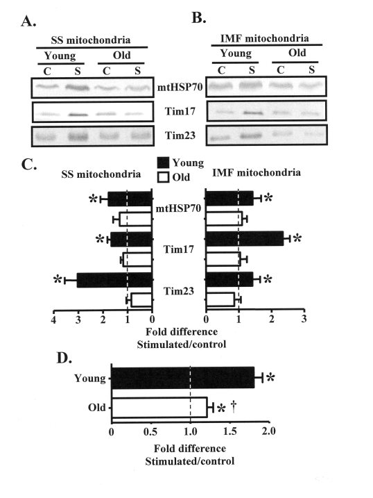 Subsarcolemmal (SS) and intermyofibrillar (IMF) mitochondrial protein import machinery components are increased in young, but not old animals in response to chronic contractile activity. (A)