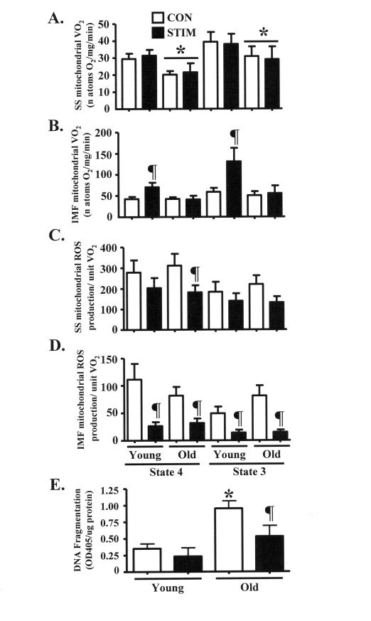 Chronic stimulation-induced adaptations in mitochondrial function and anti-apoptotic cell death signaling in young and old animals. (A)