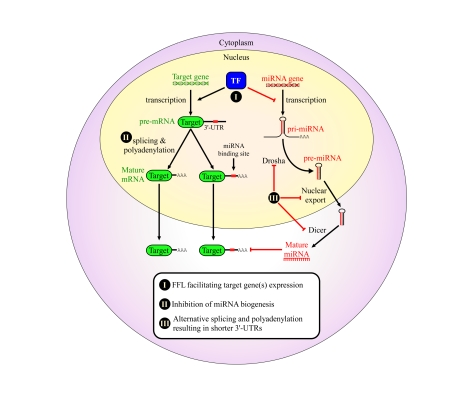 Proposed mechanisms for avoidance of regulation by miRNAs in cancer cells