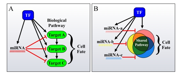 Different ways by which FFLs can account for the enhanced phenotypic effect of miRNAs on cell fate