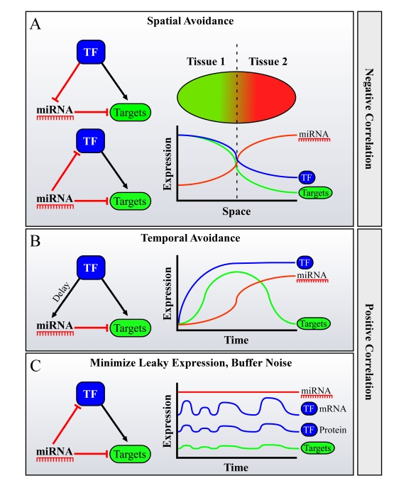 Possible roles for FFLs of miRNAs, Transcription Factors (TFs) and their mutual targets in facilitating spatiotemporal avoidance, or noise buffering
