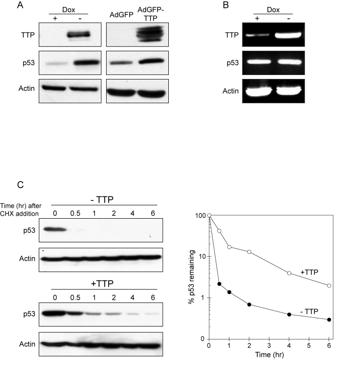 TTP promotes p53 expression through protein stabilization