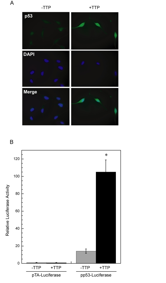 Enhanced p53 activity in HeLa cells expressing TTP