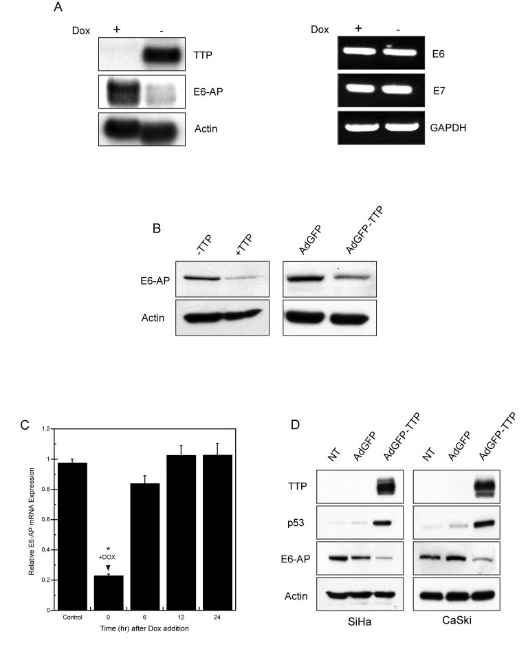 TTP downregulates E6-AP mRNA and protein expression