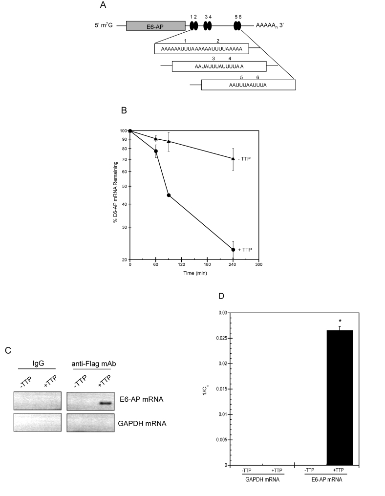 TTP binds E6-AP mRNA and targets it for rapid decay