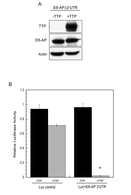 E6-AP 3' UTR is necessary for TTP-mediated decay