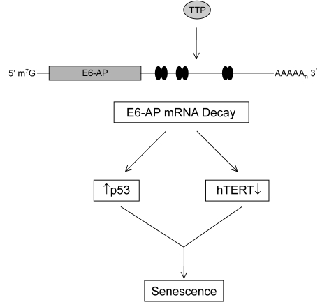 TTP-mediated regulation of E6-AP in cervical cancer cells