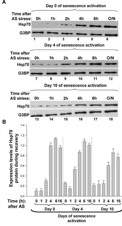 The
                                                                    upregulation of Hsp70 expression correlates with SG disassembly during the
                                                                    recovery from AS stress of proliferative and senescent cells. (A-B) Expression
                                                            levels of Hsp70 protein after the removal of AS stress. (A)
                                                            Proliferative and senescent IDH4 cells were incubated with arsenite (0.5mM)
                                                            for 30 min. Cells were subsequently washed twice with PBS, replenished with
                                                            fresh media and incubated for various periods of time at 37oC.
                                                            Total cell extracts prepared from these cells were then used for Western
                                                            blots analysis with antibodies specific to Hsp70 and G3BP  (used as the
                                                            loading control). Representative western blots of three independent
                                                            experiments are shown. (B) The bar graphs represent the expression
                                                            level of Hsp70 protein in each time point normalized to the expression
                                                            levels of the loading control G3BP. The intensity of the signal in each
                                                            lane was measured using ImageQuant software. Each bar graph represents the
                                                            ratio of Hsp70 over G3BP for each time point.  The histogram presents the
                                                            results from (A) as a mean +/- SEM (error bars), from three independent
                                                            experiments.
                                        