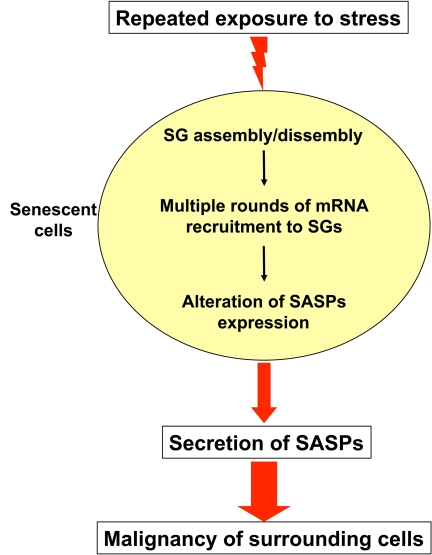 Working model of how repeated exposure to stress could change the pattern of mRNA expression in senescent cells