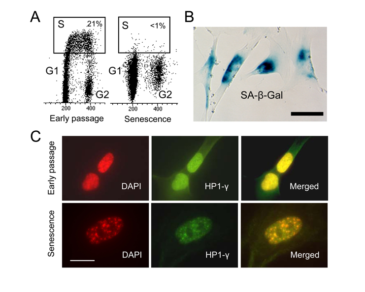 Replicatively senescent cells are arrested in G1 and G2 phases - Figure F1