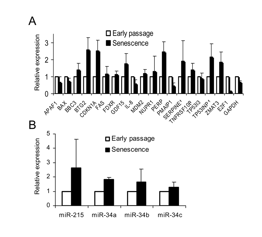  Transcriptional activity of p53 target genes in senescent WI-38 fibroblasts. (A) Basal transcription of p53 target genes is not compromised in senescent cells. Total RNA from early passage and senescent WI-38 cells was isolated and the expression of specific mRNAs was determined by quantitative PCR. Expression levels of each individual mRNA (from early passage and senescent cells) were normalized to 18S rRNA. Expression levels in senescent cells were calculated as fold change from the expression levels in early passage cells. The standard deviation (SD) was calculated from four independent experiments. (B) Basal expression levels of p53-regulated microRNA in senescent cells. Expression levels of individual microRNAs from early passage and senescent cells were determined by quantitative PCR, and normalized to RNU48 as an internal control. Expression levels in senescent cells were calculated and presented as in (A). 