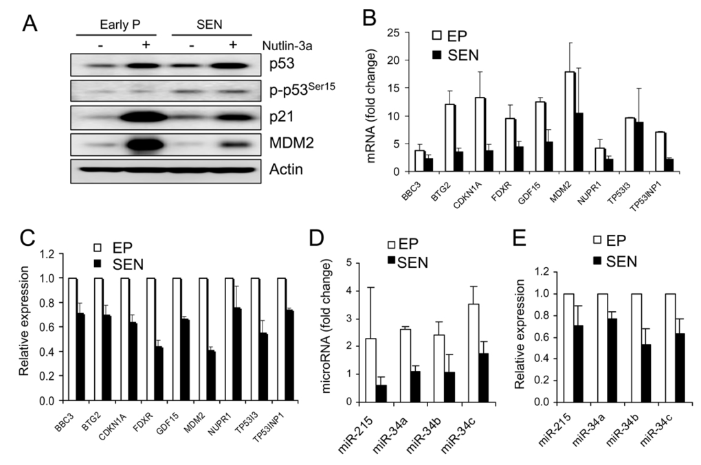 Transcriptional activity of nutlin-induced p53 is attenuated in senescent WI-38 cells