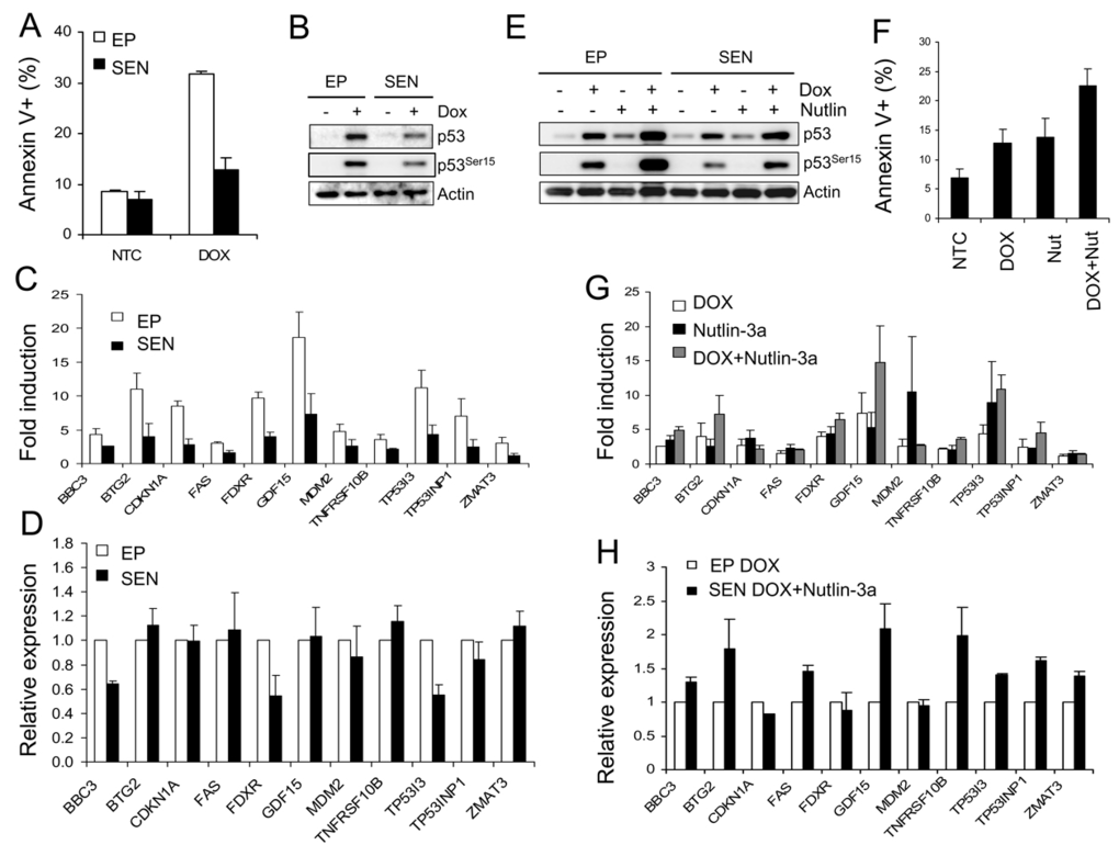 Doxorubicin-induced apoptosis in senescent cells