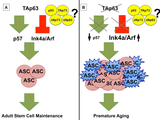(A) TAp63 maintains adult stem cells (ASC) by transcriptionally activating p57 and repressing Ink4a/Arf, preventing premature aging. (B) In the absence of TAp63, p57 mRNA levels are low, leading to hyperproliferation of ASCs (shown in pink), and Ink4a/Arf levels are high, resulting in a concomitant senescence of ASCs (shown in blue) and a premature aging phenotype in TAp63 deficient mice. The interplay of the p53 family, including TAp73, ΔNp73, and ΔNp63, remains to be elucidated. 