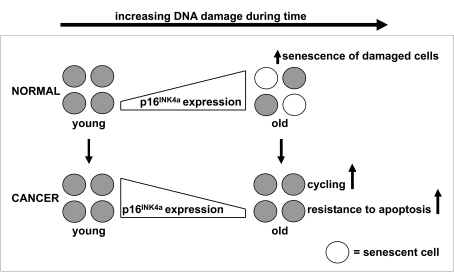 p16 INK4a expression during aging of healthy and malignant cells