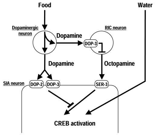 Regulation of CREB activation in the SIA neurons