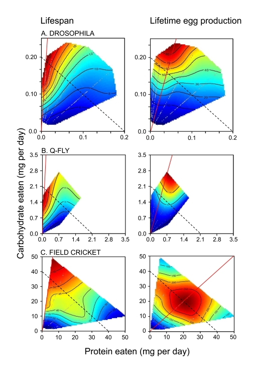 How the intake of protein and carbohydrate influence longevity and lifetime egg production in adults of three insect species