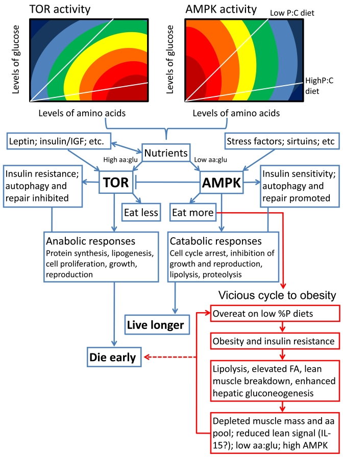 Schematic summarizing our hypothesis for how diet balance might affect lifespan via the TOR and AMPK signaling pathways