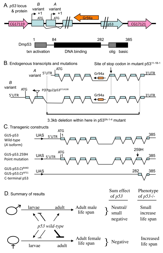 Summaryof Drosophila p53 locus, mutations, transgenes and life span effects