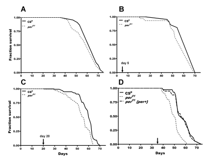 Lifespan of per01and CSpD. melanogaster in normoxia and following 24h hyperoxia at different ages (marked by arrow in B-D). (A) In normoxia, there was no significant difference in mean survival curves (p=0.23) (B) Hyperoxia on day 5 did not significantly affect longevity or survival curves (p=0.12) (C) Hyperoxia on day 20 resulted in a significant reduction (pper01flies compared to CSp with significant (pD) Hyperoxia on day 35 resulted in more significant reduction (pper01flies compared to CSp and significant difference in survival curves (pper function (per01{per+}) treated with hyperoxia on day 35 had average lifespan similar to CSp but significantly different (pper01mutants. 